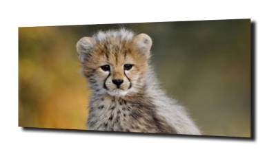 obraz na szkle, panel szklany Mały gepard 