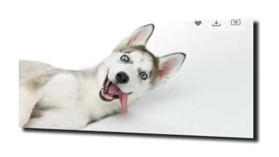 obraz na szkle, panel szklany Husky pies 