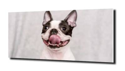 obraz na szkle Pies bulldog francuski  