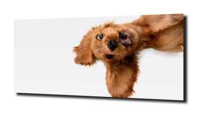 obraz na szkle Pies śmieszny spaniel 
