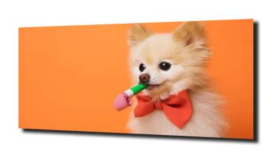 obraz na szkle Szpic pomeranian pies 
