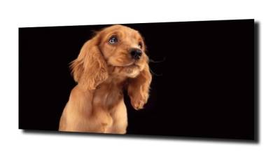 obraz na szkle Spaniel mały piesek 