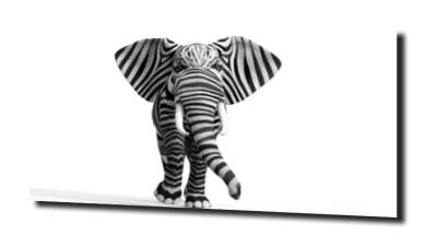 obraz na szkle Słoń zebra zwierzę 