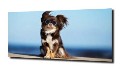 obraz na szkle Pies hipis okulary 