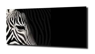 obraz na szkle Zebra  czarne tło 