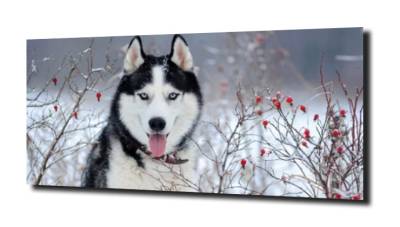 obraz na szkle Pies husky zima 